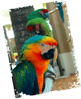 parrot3